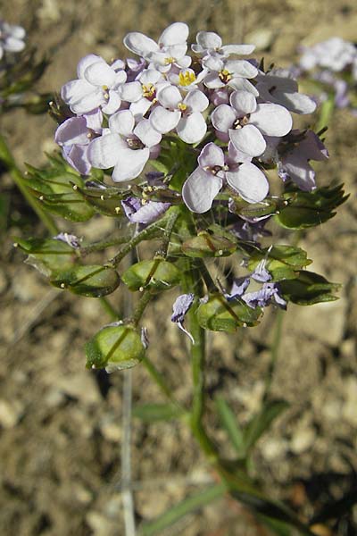 Iberis linifolia \ Leinblttrige Schleifenblume / Flax-Leaved Candytuft, F Tarn - Schlucht / Gorge 29.5.2009