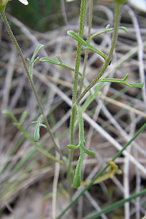 Iberis pinnata \ Fiederblttrige Schleifenblume / Winged Candytuft, F Lapanouse-de-Cernon 31.5.2009