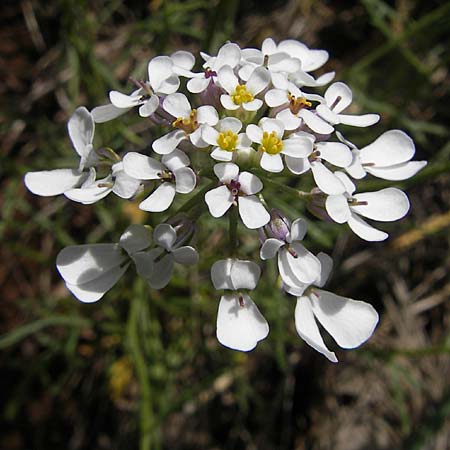 Iberis pinnata \ Fiederblttrige Schleifenblume / Winged Candytuft, F Lapanouse-de-Cernon 31.5.2009