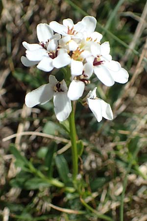 Iberis sempervirens \ Immergrne Schleifenblume / Perennial Candytuft, European Candytuft, F Pyrenäen/Pyrenees, Puigmal 1.8.2018