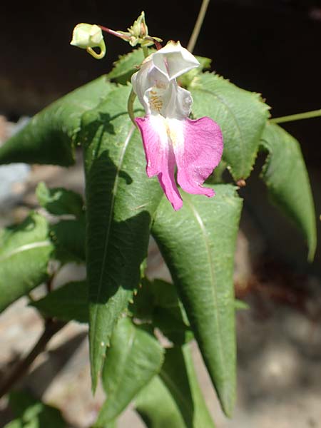 Impatiens balfourii \ Balfours Springkraut / Balfour's Balsam, F Pyrenäen/Pyrenees, Evol 8.8.2018