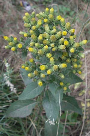 Pentanema squarrosum \ Drrwurz / Ploughman's Spikenard, F Pyrenäen/Pyrenees, Villefranche de Conflent 8.8.2006