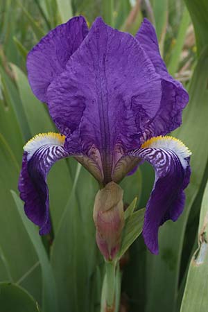 Iris germanica / German Iris, F Gap 29.4.2023