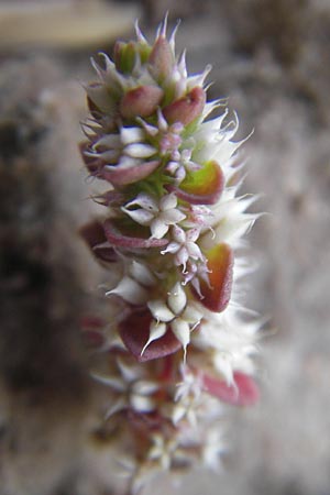 Illecebrum verticillatum \ Knorpelkraut, Quirlige Knorpelblume / Coral Necklace, F Bitche 10.7.2010