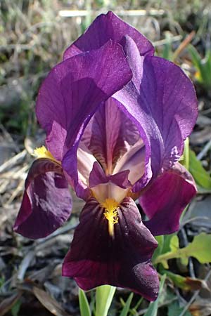 Iris lutescens \ Thyrrenische Zwerg-Iris, Gelbliche Schwertlilie / Dwarf Bearded Iris, F Maures, Les Mayons 15.3.2024