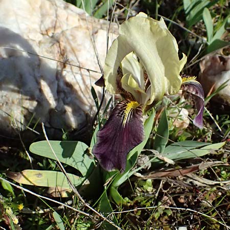 Iris lutescens / Dwarf Bearded Iris, F Maures, Les Mayons 15.3.2024