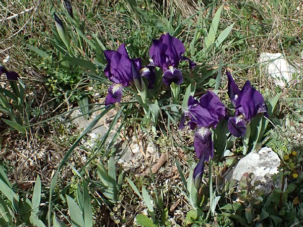 Iris lutescens / Dwarf Bearded Iris, F Lagnes 16.3.2024