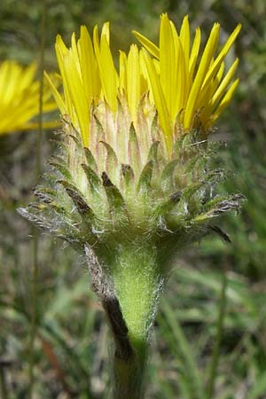 Pentanema montanum \ Berg-Alant / Mountain Fleabane, F La-Palud-sur-Verdon 23.6.2008