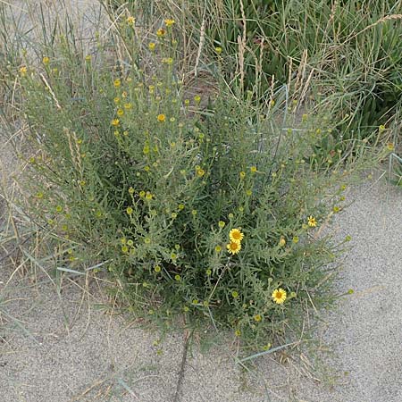 Limbarda crithmoides \ Salz-Alant / Golden Samphire, F Canet-en-Roussillon 9.8.2018