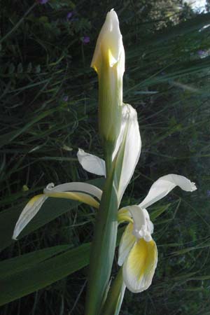 Iris orientalis \ Orientalische Schwertlilie, F Maures, Vidauban 12.5.2007