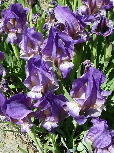 Iris reichenbachii \ Bulgarische Schwertlilie / Bulgarian Iris, F Col de Lautaret Botan. Gar. 28.6.2008