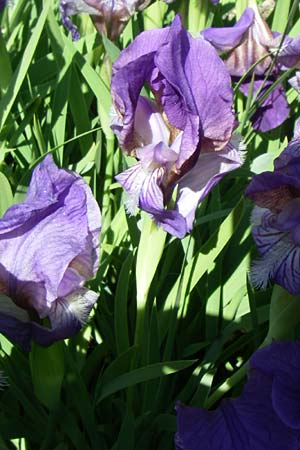 Iris reichenbachii \ Bulgarische Schwertlilie / Bulgarian Iris, F Col de Lautaret Botan. Gar. 28.6.2008