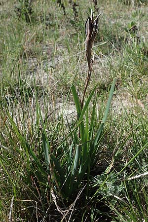 Iris reichenbachii \ Bulgarische Schwertlilie / Bulgarian Iris, F Camargue,  Salin-de-Giraud 3.5.2023