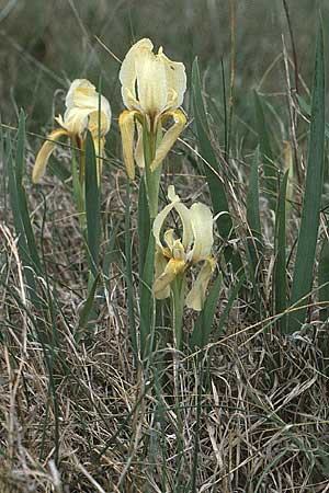 Iris lutescens \ Thyrrenische Zwerg-Iris, Gelbliche Schwertlilie, F Maures, Grimaud 11.5.1984