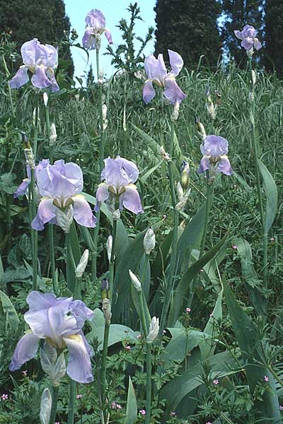 Iris pallida \ Blasse Schwertlilie, F Narbonne 3.5.1988