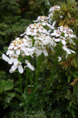 Iberis sempervirens \ Immergrne Schleifenblume / Perennial Candytuft, European Candytuft, F Pyrenäen/Pyrenees, Col de Pailhères 27.6.2008