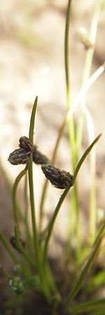 Isolepis setacea / Bristle Club Rush, F Bitche 10.7.2010