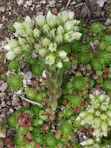 Sempervivum globiferum subsp. allionii \ Allioni-FransenhauswurzHauswurz, F Vogesen, Botan. Gar.  Haut Chitelet 5.8.2008