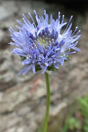 Jasione montana \ Berg-Sandglckchen, Schaf-Rapunzel, F Pyrenäen, Canigou 24.7.2018