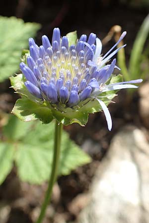 Jasione montana \ Berg-Sandglckchen, Schaf-Rapunzel, F Pyrenäen, Canigou 24.7.2018