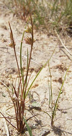 Juncus capitatus \ Kopf-Binse / Dwarf Rush, F Bitche 10.7.2010