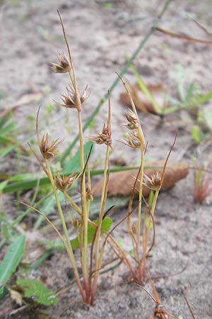 Juncus capitatus \ Kopf-Binse / Dwarf Rush, F Bitche 10.7.2010