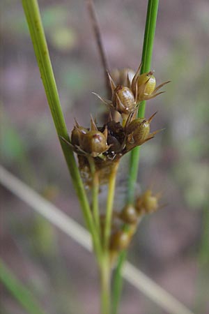 Juncus tenuis \ Zarte Binse / Slender Rush, F Bitche 24.7.2010