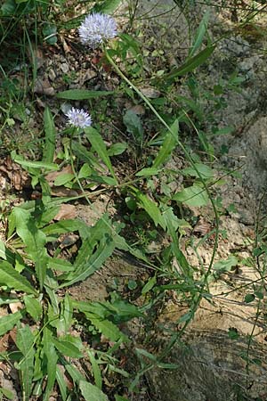 Jasione montana \ Berg-Sandglckchen, Schaf-Rapunzel, F Pyrenäen, Canigou 24.7.2018