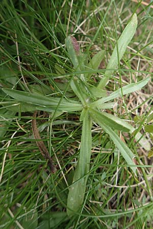 Jasione montana \ Berg-Sandglckchen, Schaf-Rapunzel / Sheep's Bit, F Pyrenäen/Pyrenees, Col de Mantet 28.7.2018