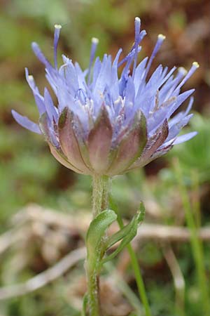 Jasione montana / Sheep's Bit, F Pyrenees, Puigmal 29.7.2018