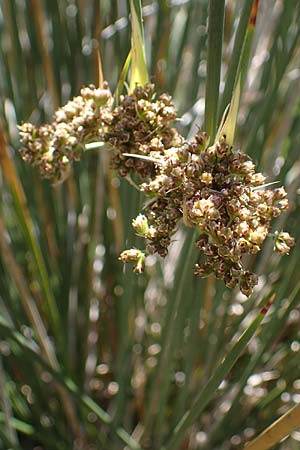 Juncus maritimus \ Strand-Binse / Sea Rush, F Camargue,  Mas-Thibert 2.5.2023