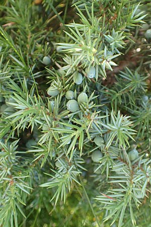 Juniperus communis subsp. nana \ Zwerg-Wacholder, F Pyrenäen, Canigou 24.7.2018