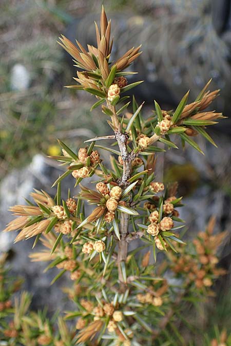 Juniperus oxycedrus / Prickly Juniper, F Champcella 29.4.2023