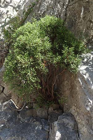 Juniperus phoenicea \ Phnizischer Wacholder / Phoenicean Juniper, F Pyrenäen/Pyrenees, Gorges de Galamus 23.7.2018