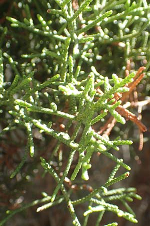 Juniperus phoenicea \ Phnizischer Wacholder / Phoenicean Juniper, F Pyrenäen/Pyrenees, Gorges de Galamus 23.7.2018