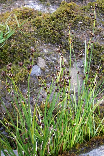 Juncus articulatus \ Glieder-Binse, Glanzfrüchtige Binse / Jointlead Rush, F Pyrenäen/Pyrenees, Gourette 25.8.2011
