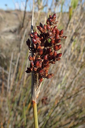 Juncus acutus \ Stechende Binse / Spiny Rush, F Martigues 8.10.2021