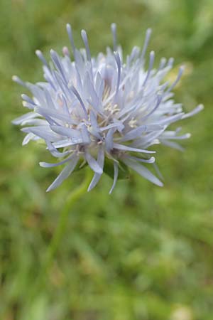 Jasione montana \ Berg-Sandglckchen, Schaf-Rapunzel / Sheep's Bit, F Pyrenäen/Pyrenees, Col de Mantet 28.7.2018