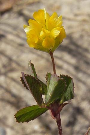 Medicago minima \ Zwerg-Schneckenklee / Burr Medick, F La Couvertoirade 27.5.2009