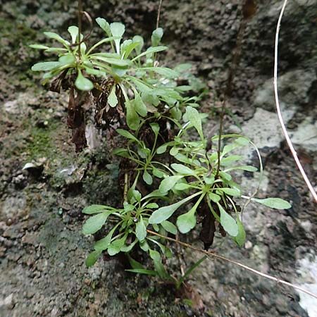 Unknown_plant spec5 ? \ Unbekannte Pflanze / Unknown Plant, F Pyrenäen/Pyrenees, Gorges de la Fou 10.8.2018