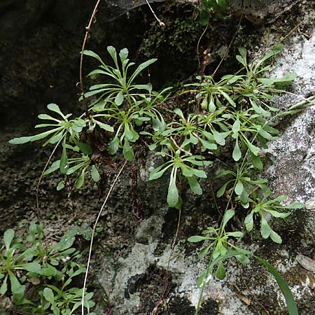 Unknown_plant spec5 ? \ Unbekannte Pflanze / Unknown Plant, F Pyrenäen/Pyrenees, Gorges de la Fou 10.8.2018