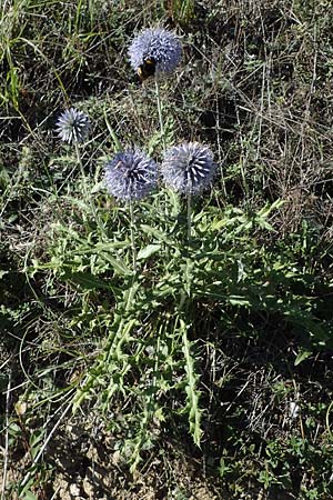 Echinops ritro \ Blaue Kugeldistel / Small Globe Thistle, F Remollon 6.10.2021