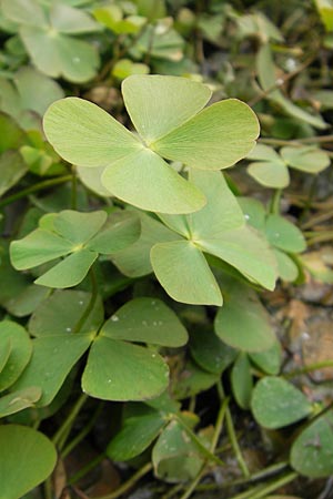 Marsilea quadrifolia \ Klee-Farn / Four-Leaf Clover, Shamrock Plant, F Sundgau 6.10.2009