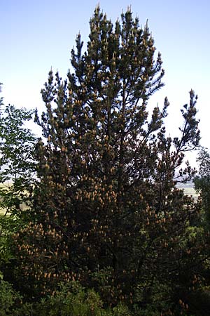 Pinus sylvestris \ Wald-Kiefer, F Pyrenäen, Eyne 25.6.2008