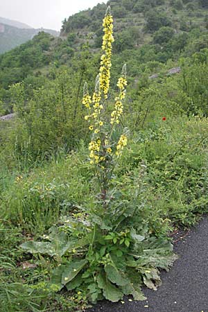 Verbascum nigrum \ Dunkle Knigskerze, Schwarze Knigskerze / Dark Mullein, F Causse du Larzac 16.5.2007