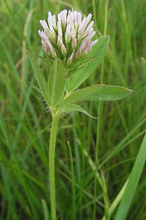 Trifolium squamosum ? \ Schuppen-Klee / Sea Clover, F Mauguio 13.5.2007