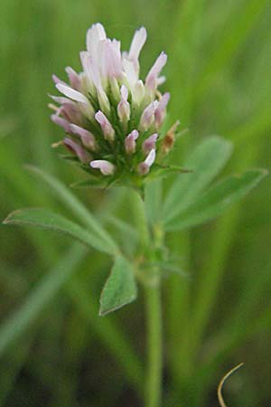 Trifolium squamosum ? \ Schuppen-Klee / Sea Clover, F Mauguio 13.5.2007