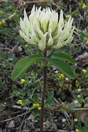 Trifolium ochroleucon \ Blagelber Klee / Sulphur Clover, F Causse du Larzac 15.5.2007