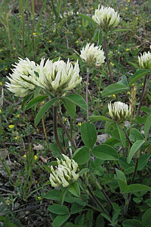 Trifolium ochroleucon \ Blagelber Klee, F Causse du Larzac 15.5.2007