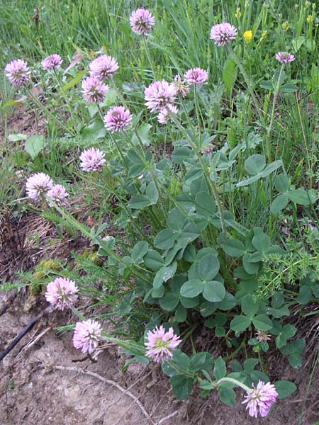 Trifolium endressii \ Endress' Klee / Endress' Clover, F Pyrenäen/Pyrenees, Querigut 27.6.2008